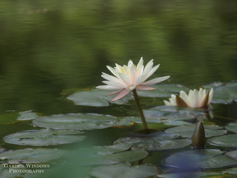 Lily Pond by Garden Windows Photography